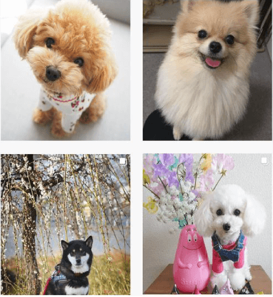 ペット系インフルエンサー